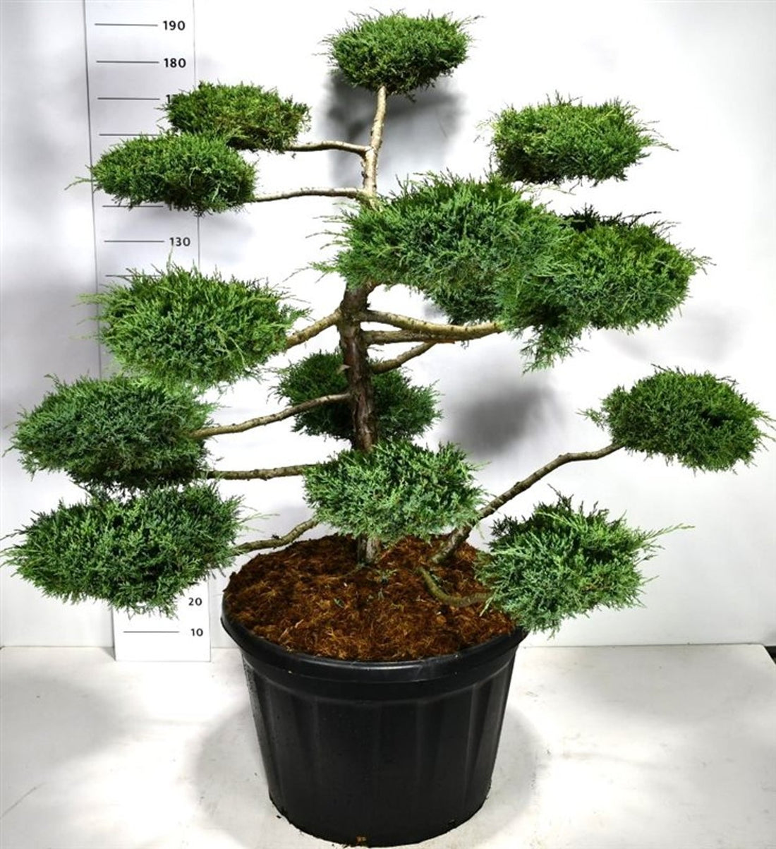 Hybrid-en – Juniperus media &