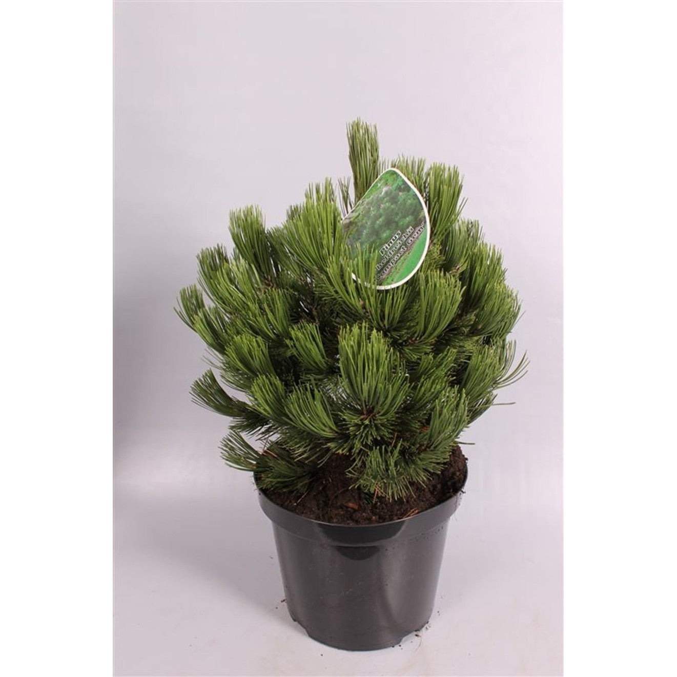 Svartbarrtall – Pinus heldreichii 'Malinkii' - C7.5 30-40 CM