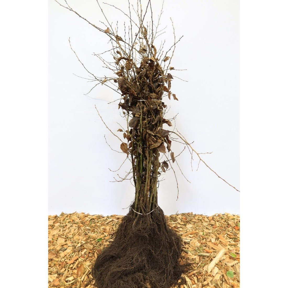 Avenbok – Carpinus betulus - 120-150 CM barrot 1/1