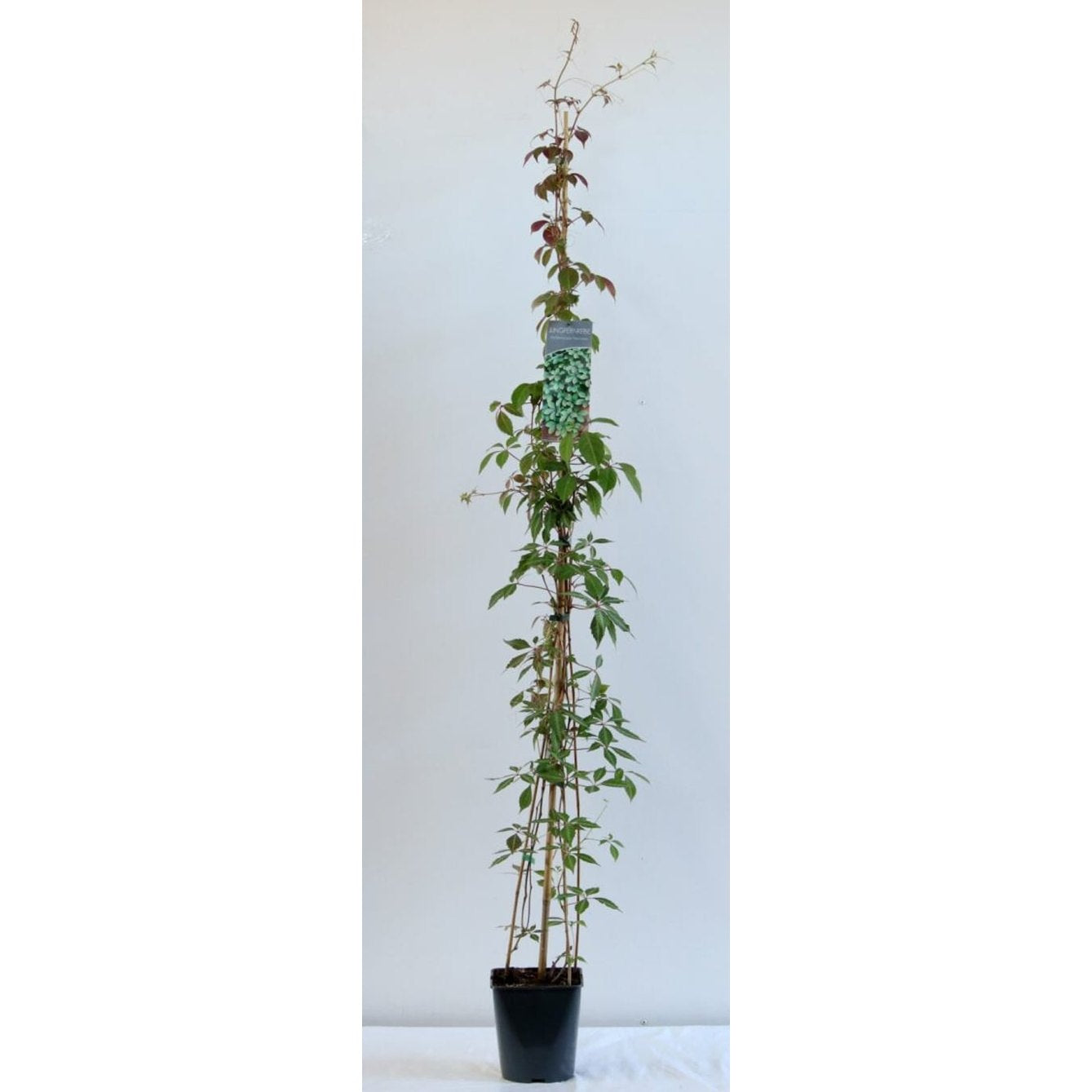 Klättervildvin – Parthenocissus henryana - C5 125-175 CM Stick