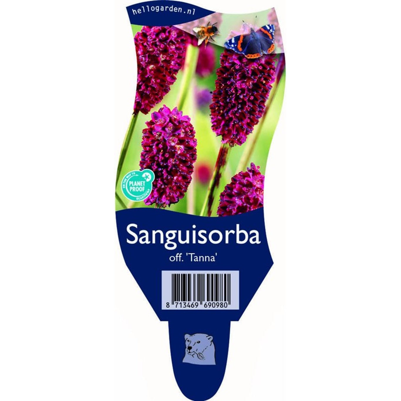 Blodtopp – Sanguisorba obtusa 'Tanna' - P11