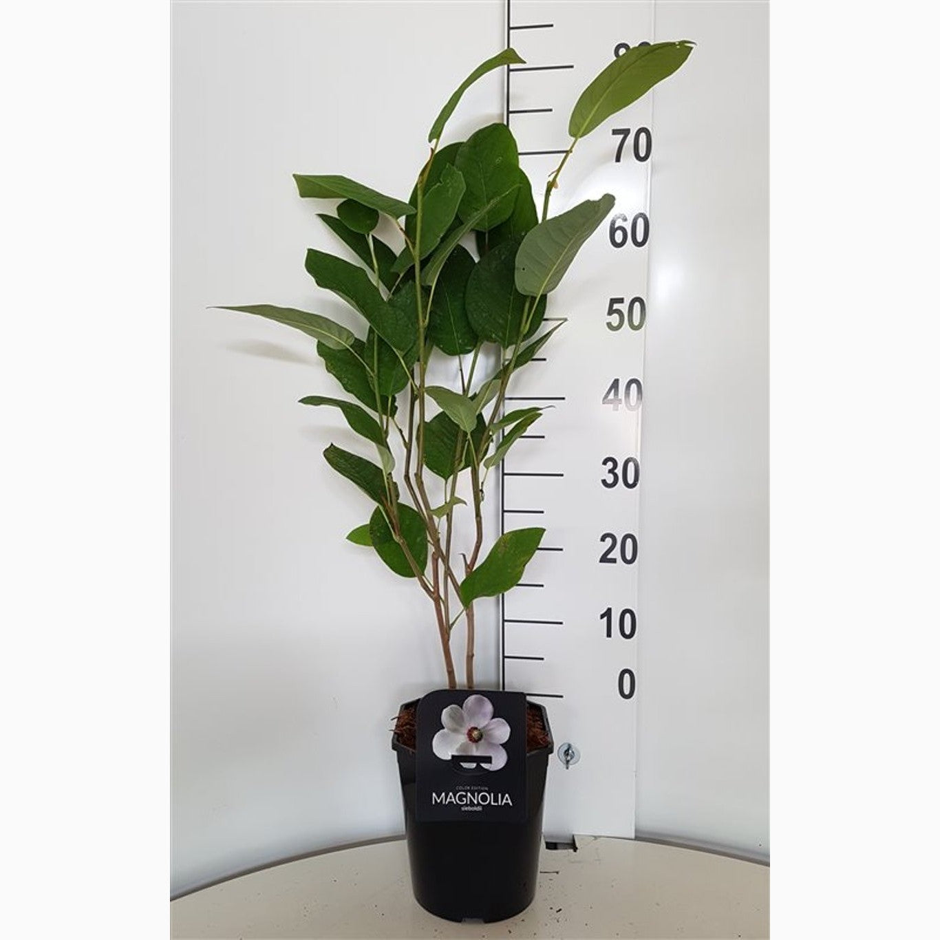 Magnolia – Magnolia 'Shirazz' - C5 50-60 CM