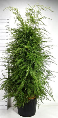 Hemlock – Tsuga canadensis - C65 175-200 cm.