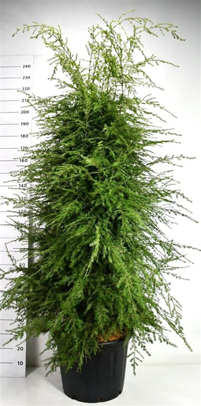 Hemlock – Tsuga canadensis - C65 175-200 cm.