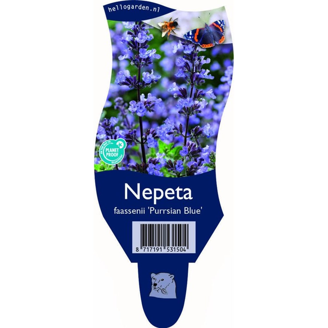 Kantnepeta – Nepeta 'Purssian Blue' - P11