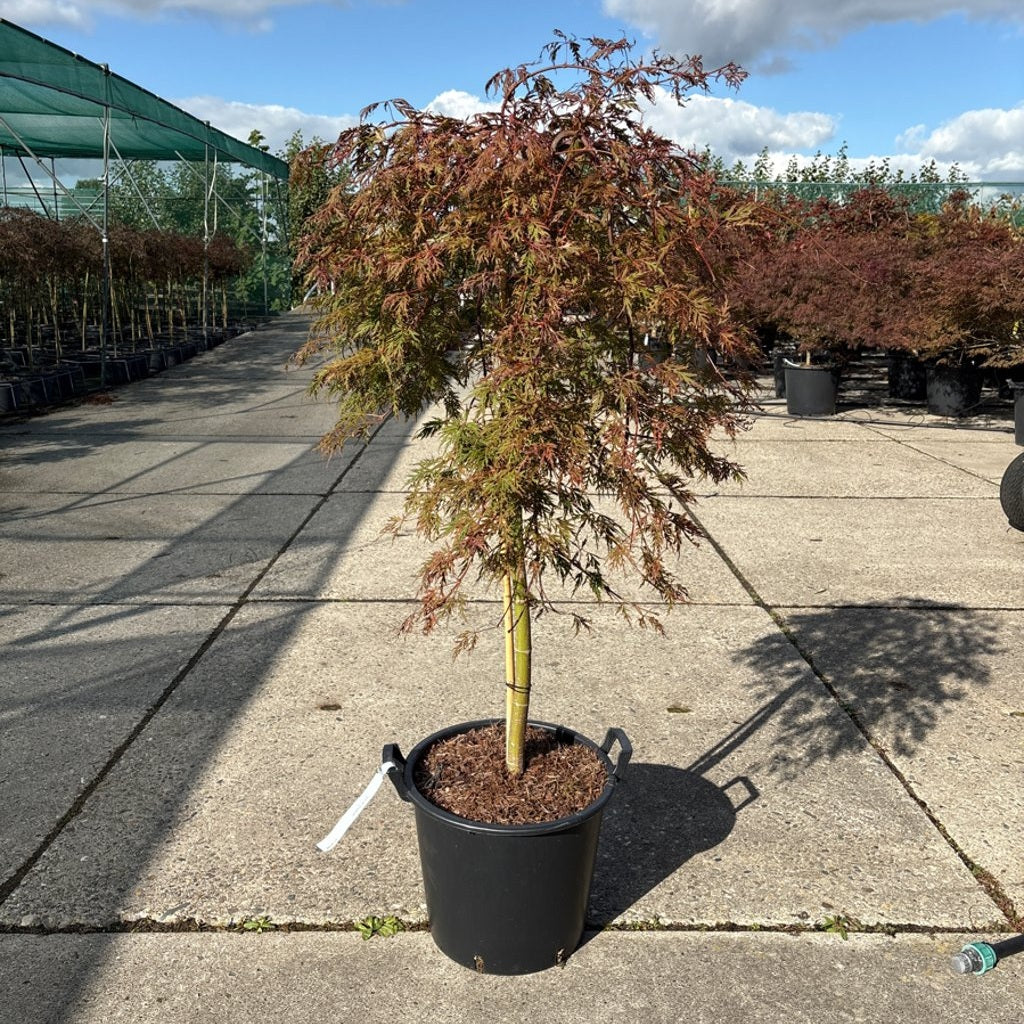 Japansk lönn – Acer pal. 'Orangeola' - 90 CM Stem C30