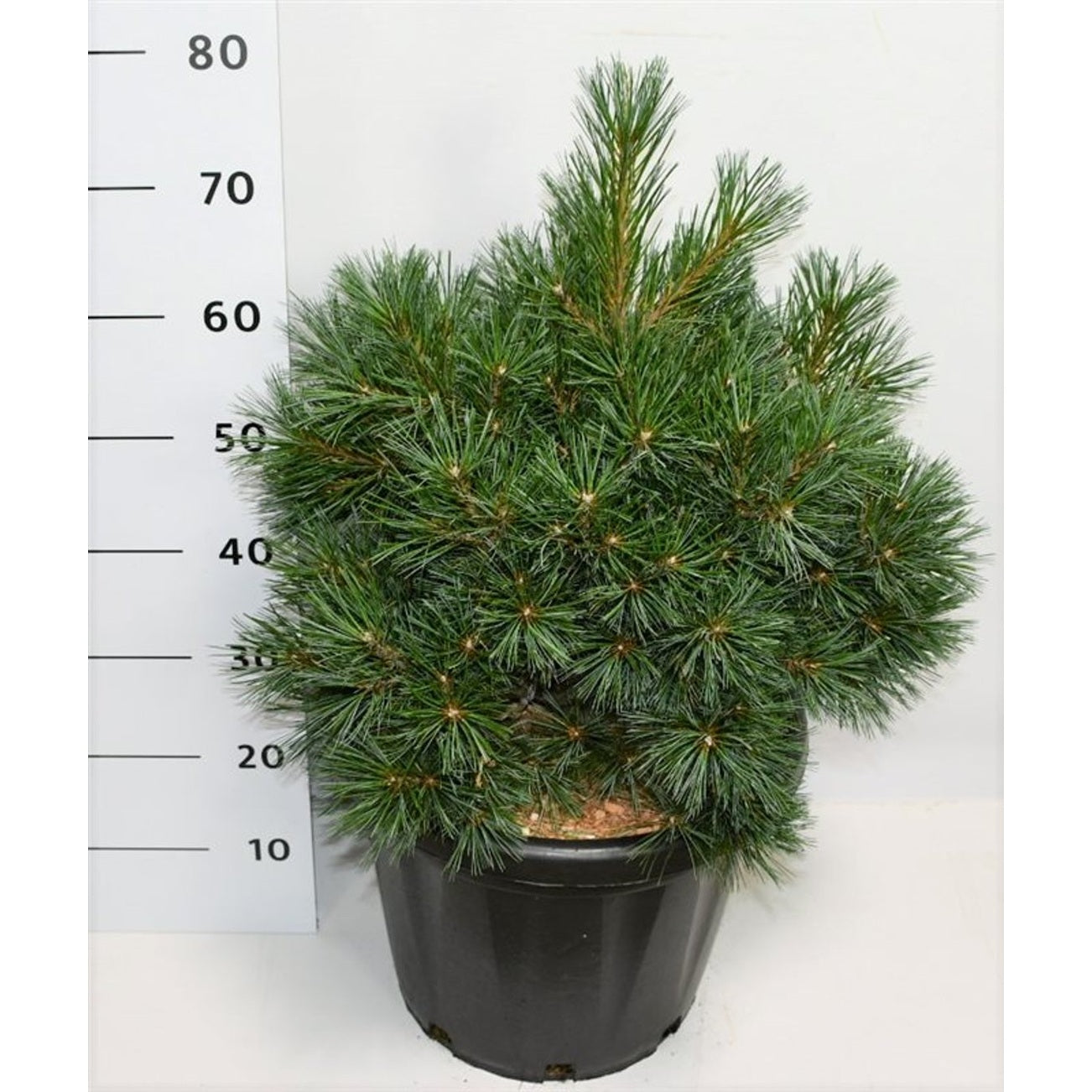 Västra vit­tall – Pinus strobus 'Krüger's Lilliput' - C25 40-50 cm.