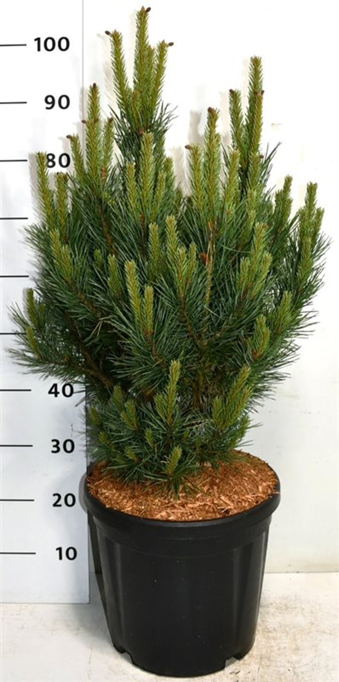 Tall – Pinus sylvestris 'Watereri' - C18 60-70 cm.