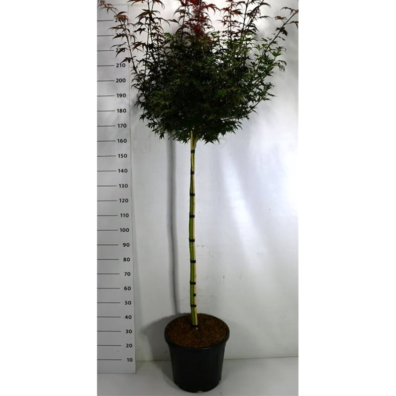 Japansk lönn – Acer palmatum 'Skeeter's Broom' - C35 120 cm. Stam