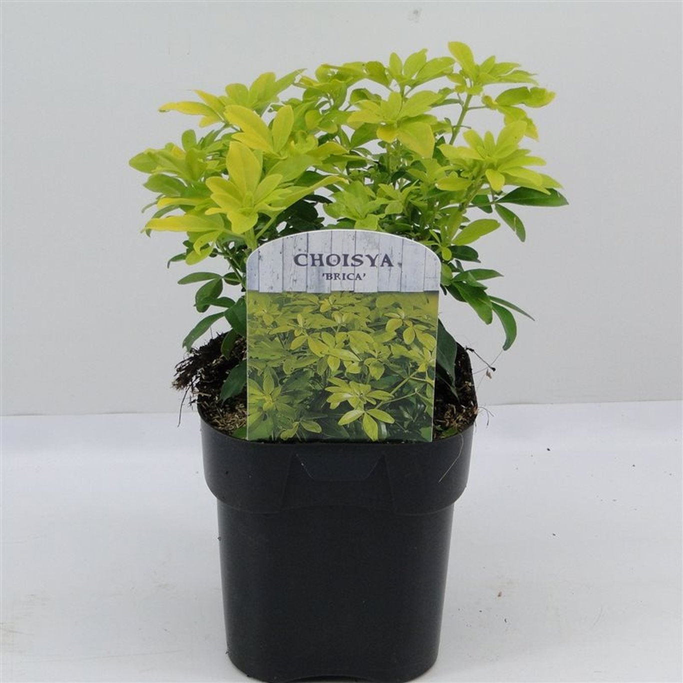 Mexikansk apelsinblomma – Choisya ternata 'Sundance' - C2