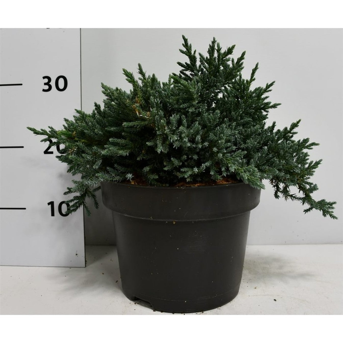 Fjäll-en – Juniperus squamata 'Tropical Blue' - C5 30-40 CM
