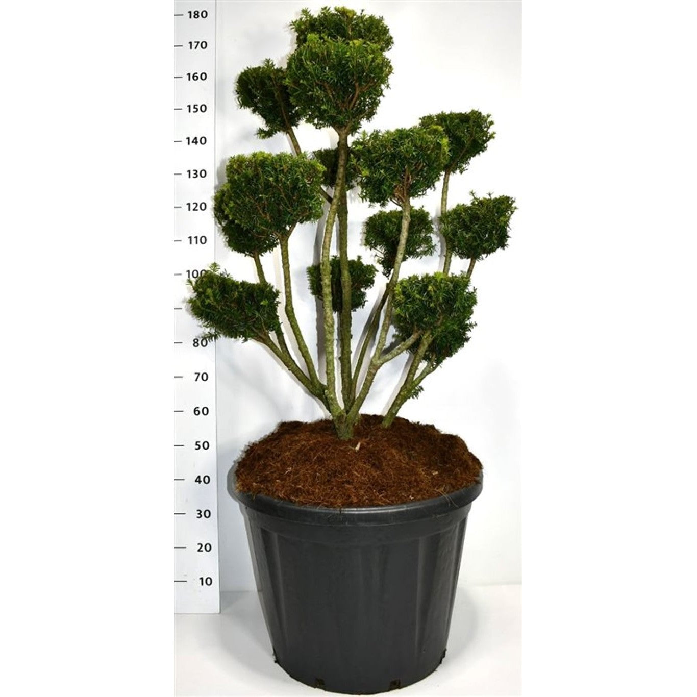 Hybrididegran – Taxus media 'Farmen' - 100-125 CM Bonsai Cont.