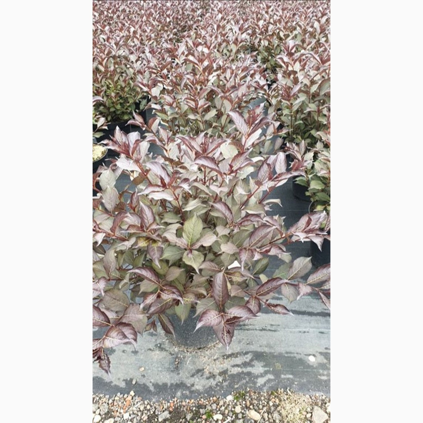 Praktweigela – Weigela florida 'Alexandra' - C12 60-80 CM