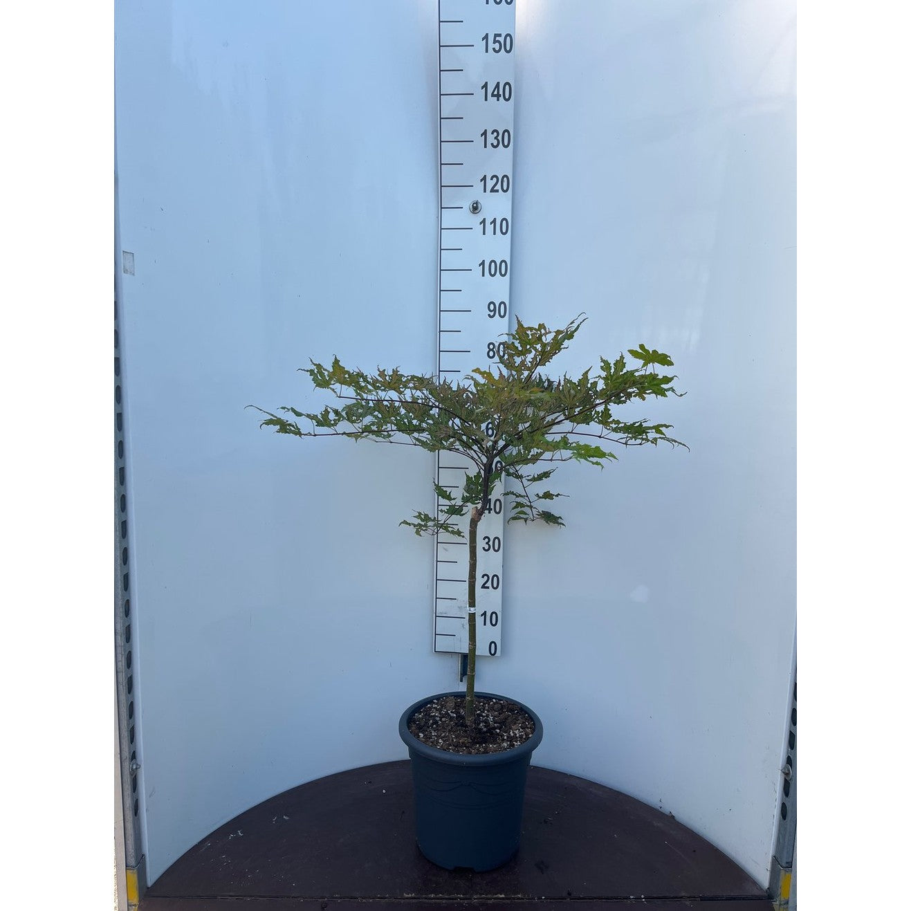 Japansk lönn – Acer pal. 'Shigitatsu-sawa' - 50 CM Stem C15