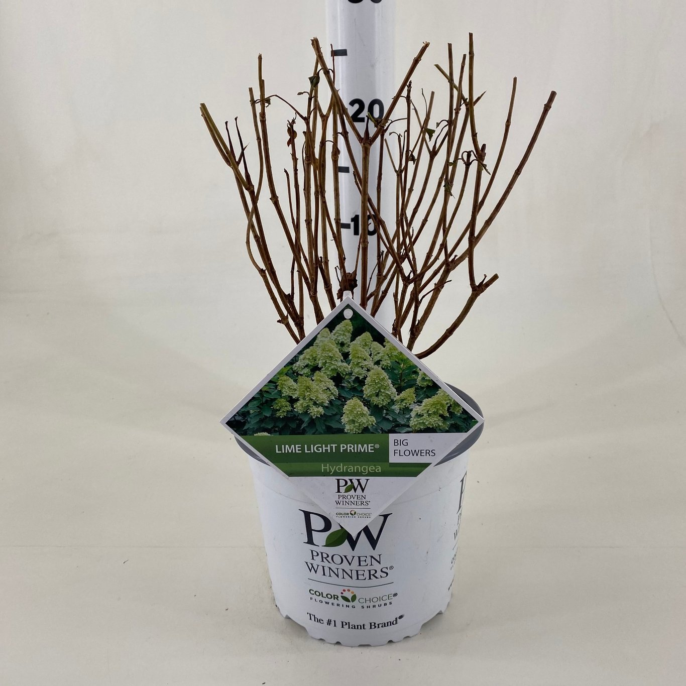 Syrenhortensia – Hydrangea paniculata 'Limelight Prime' - C3 20-30 CM