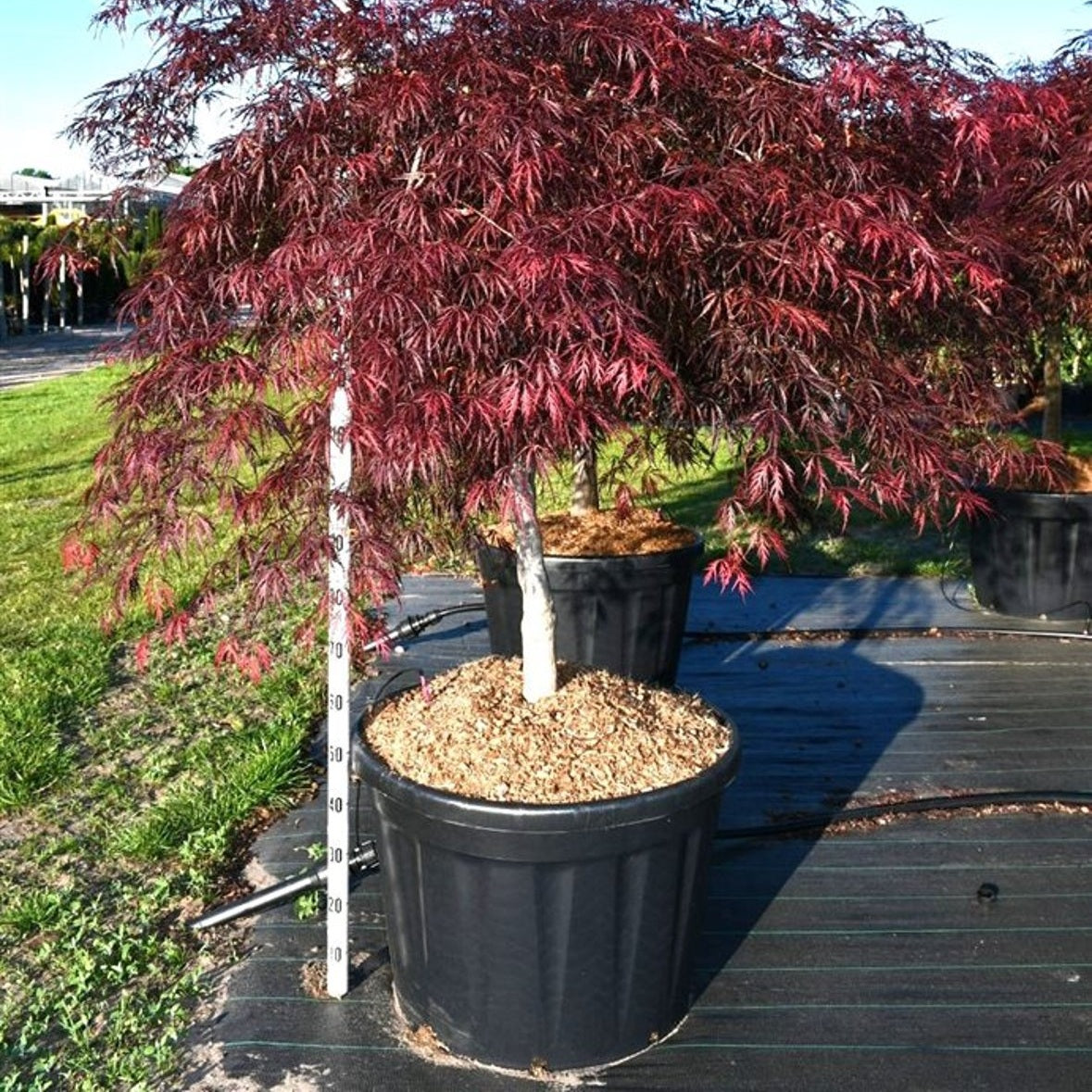 Japansk lönn – Acer palmatum 'Inaba-shidare' - C180 80-100 cm. Stam