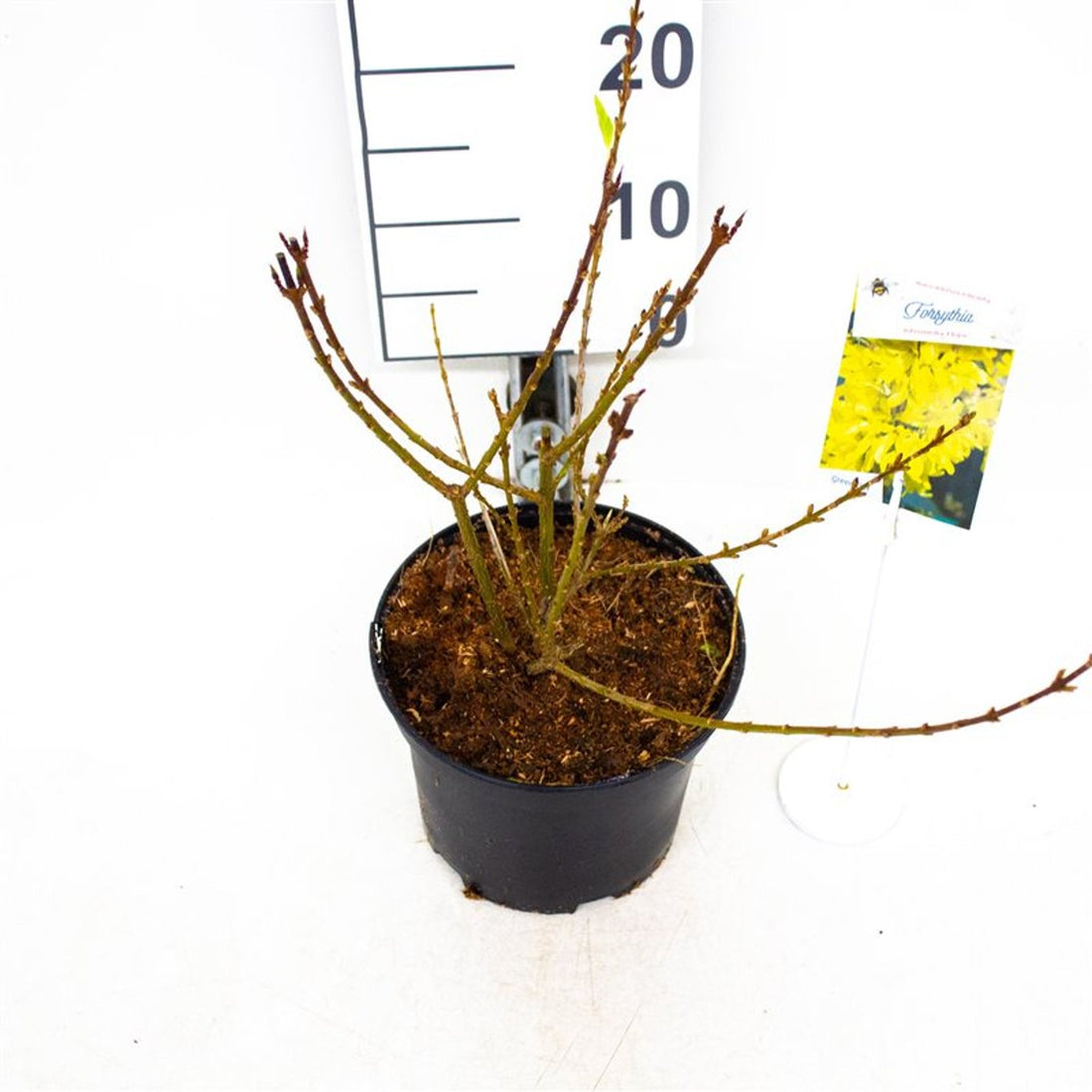 Forsythia – Forsythia intermedia &