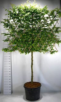 Avenbok – Carpinus betulus - C110 120 cm. Leivorm
