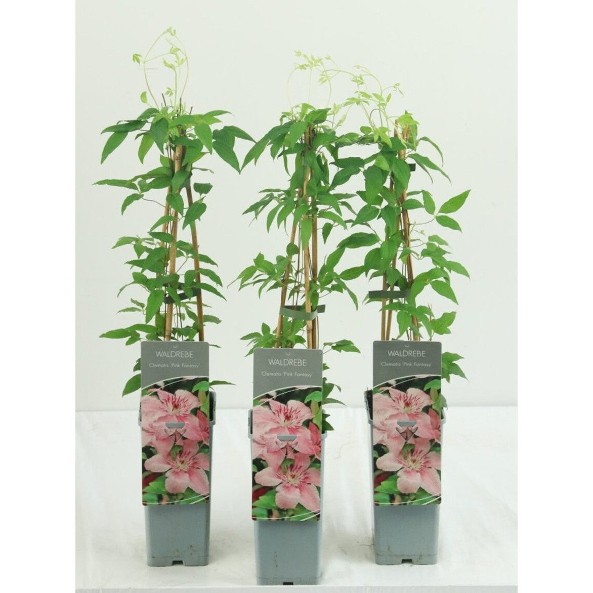 Klematis – Clematis 'Pink Fantasy' - C2 50-60 CM 3 Stick