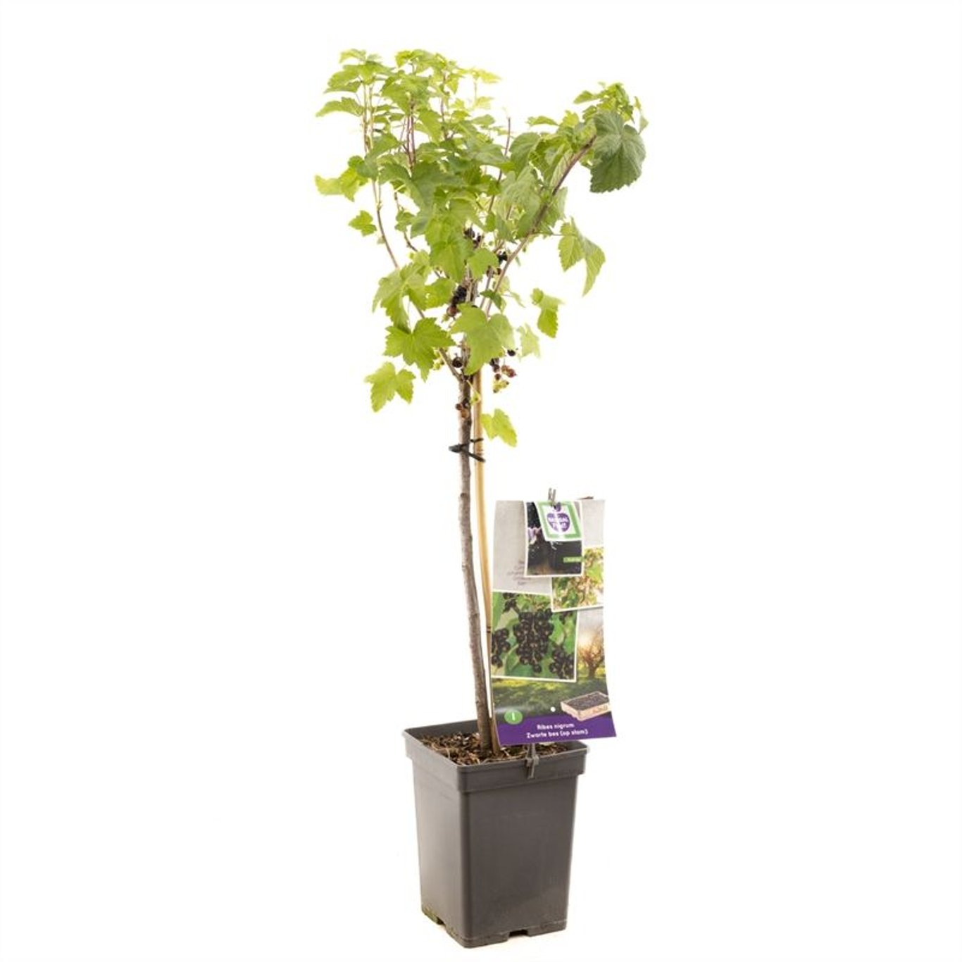 Svartvinbär – Ribes nigrum Zwarte Bes - 60 CM Stem C5