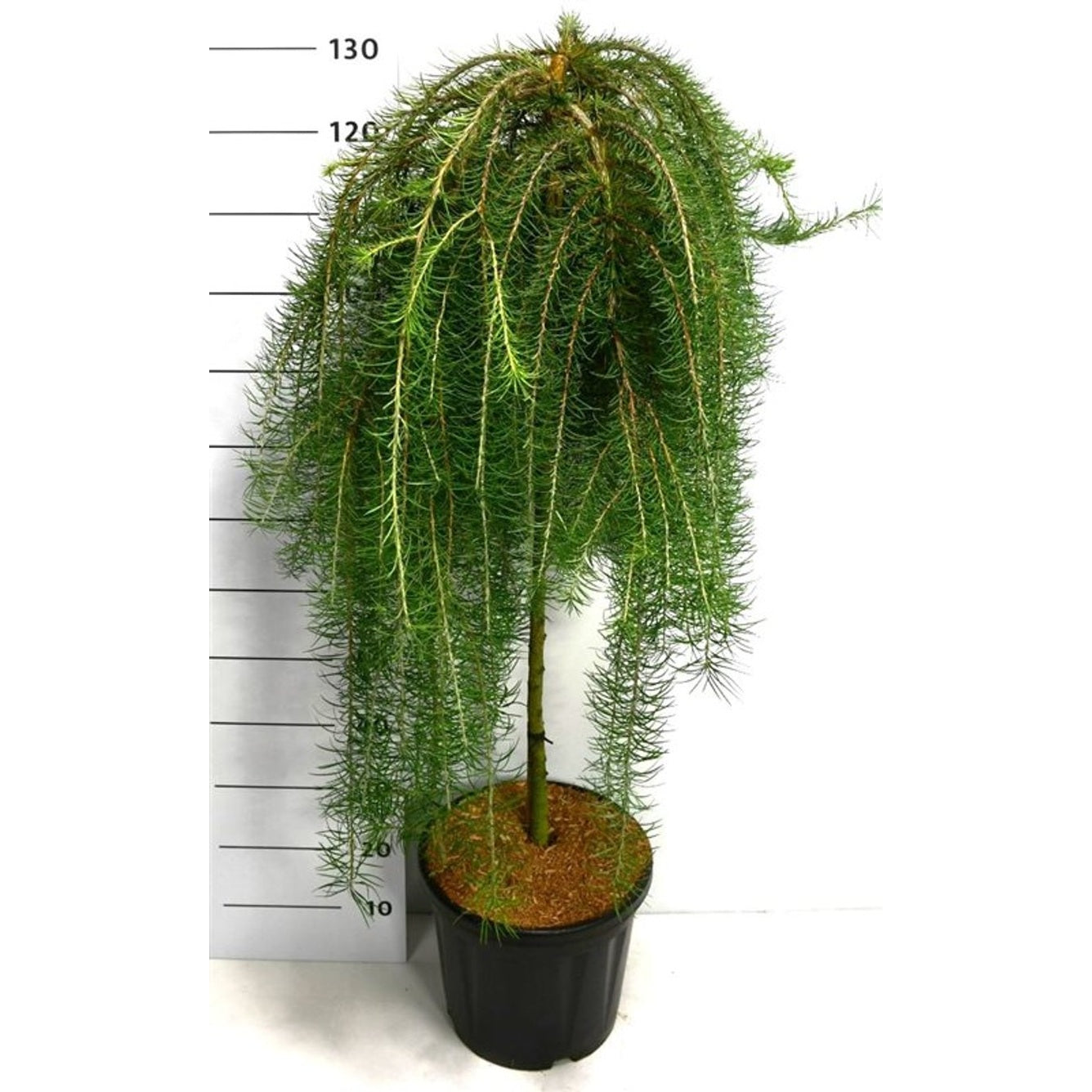 Japansk lärk – Larix kaempferi 'Stiff Weeper' - C18 90 cm. Stam