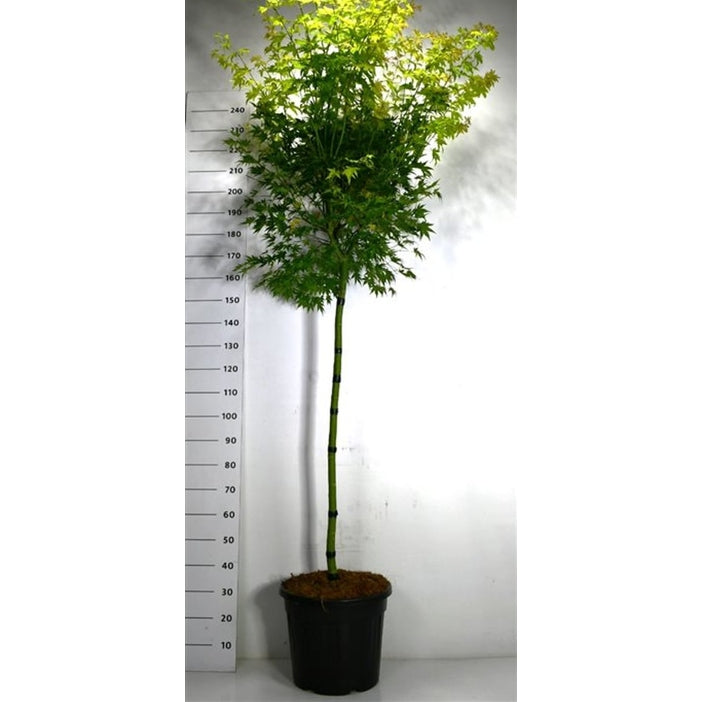 Japansk lönn – Acer palmatum 'Orange Dream' - C35 120 cm. Stam