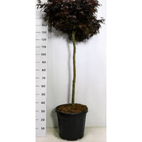 Japansk lönn – Acer palmatum 'Skeeter's Broom' - C30 100 cm. Stam