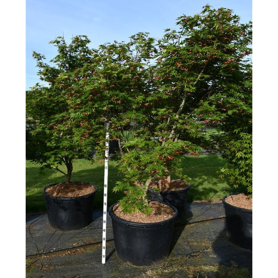 Japansk lönn – Acer palmatum 'Autumn Red'  - C230 200-225 cm.