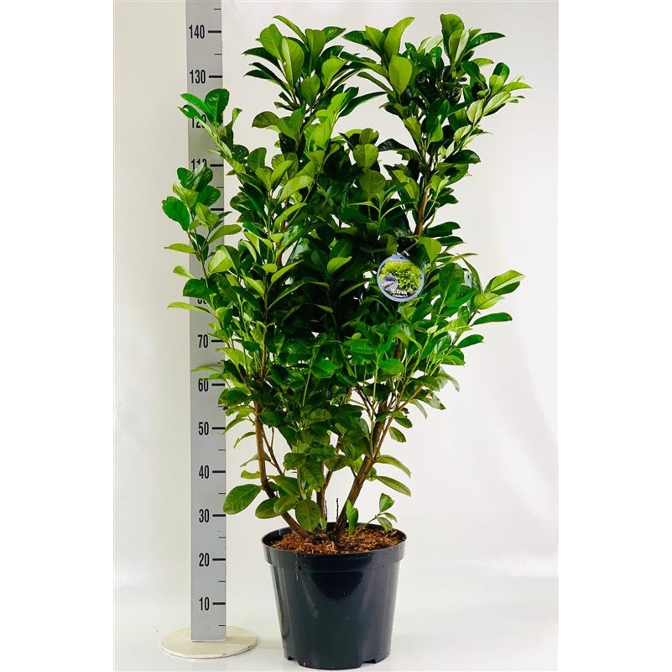 Lagerkörsbär – Prunus laurocerasus 'Etna' - C15 125-150 CM