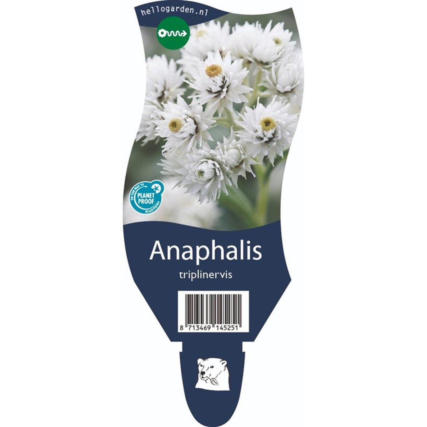 Pärlemorfibbla – Anaphalis triplinervis - P11