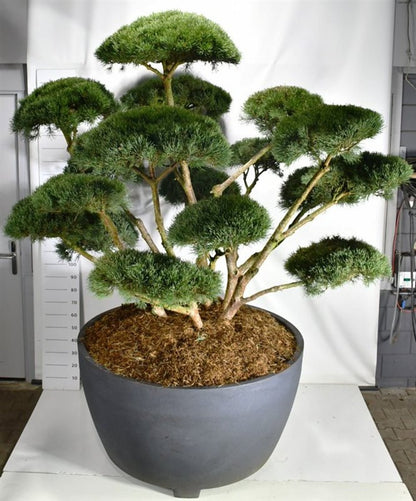 Tall – Pinus sylvestris &