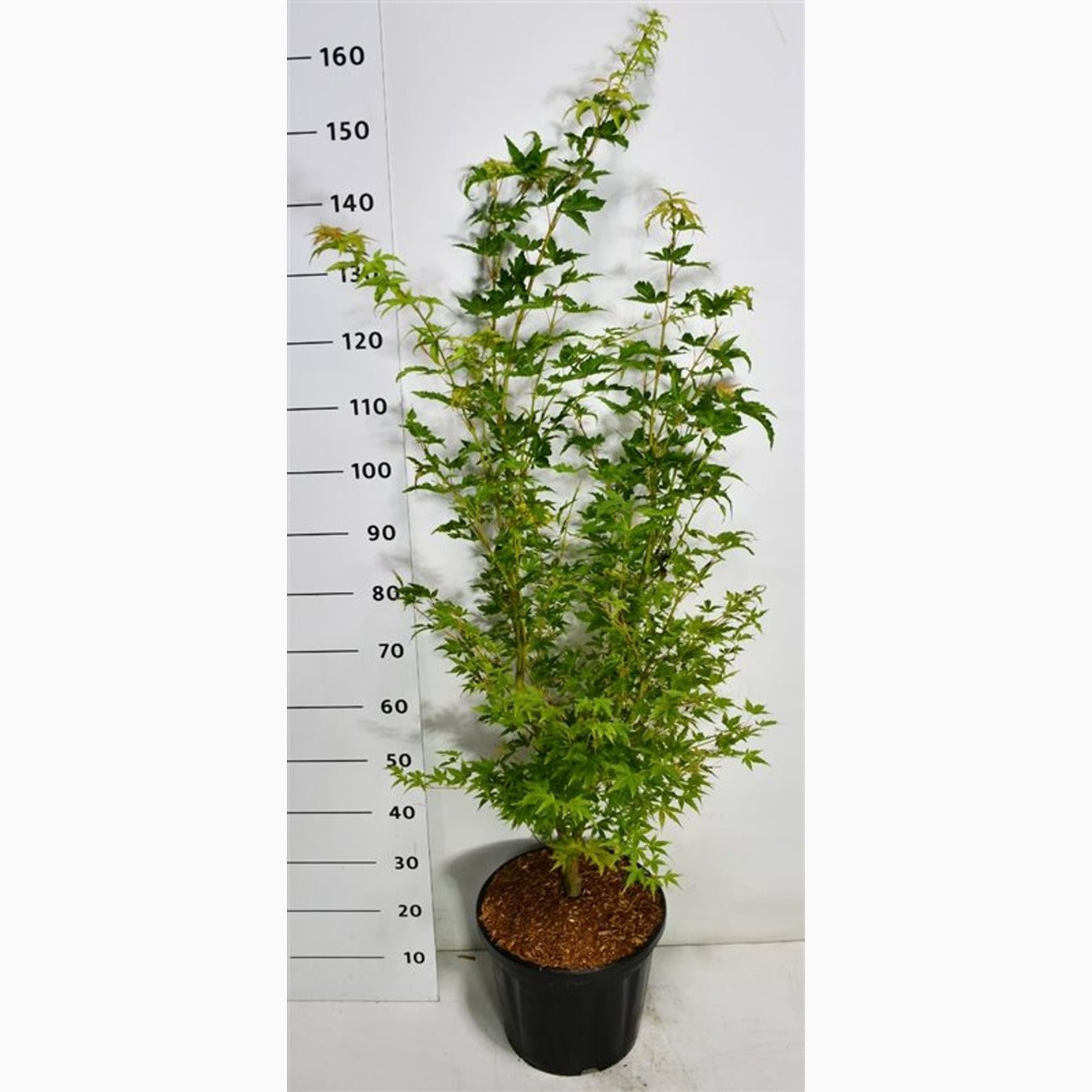 Japansk lönn – Acer pal. 'Sangokaku' - C20 100-125 CM