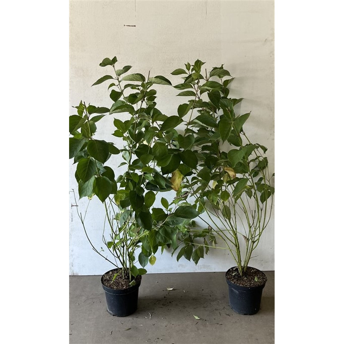 Kornell – Cornus alba 'Sibirica' - C7.5 80-100 CM