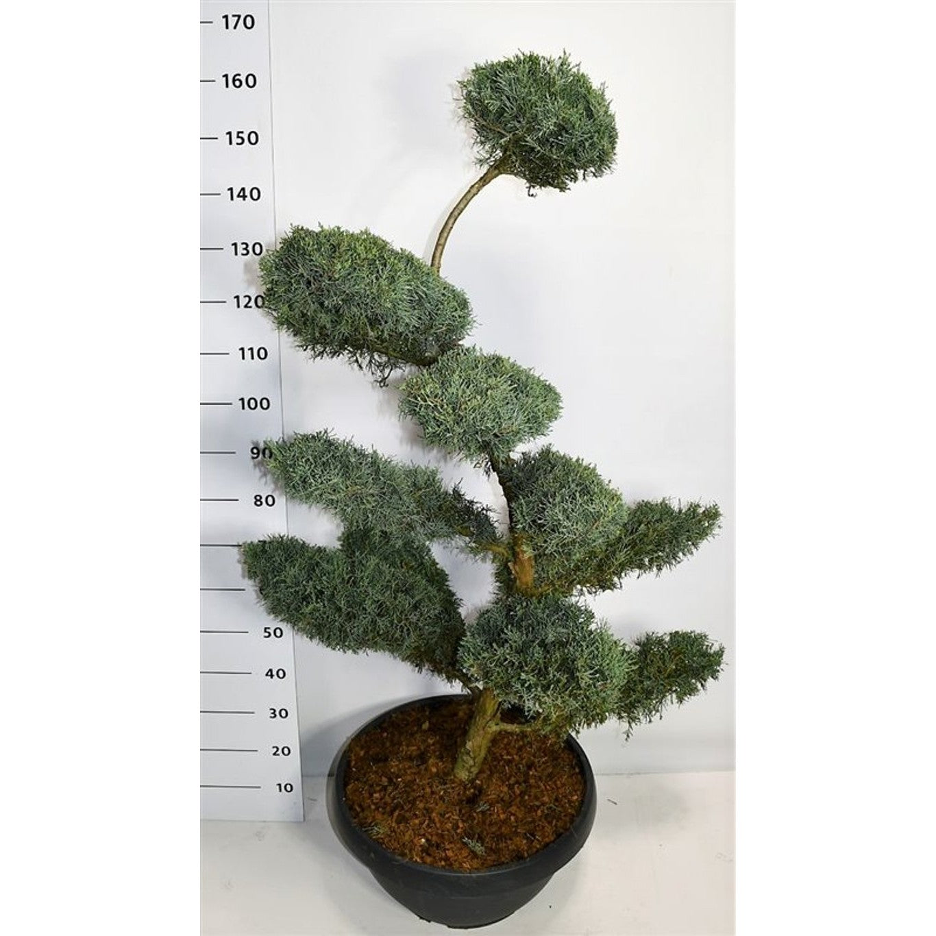 Virginsk en – Juniperus virginiana 'Grey Owl' - 125-150 CM Bonsai Cont.