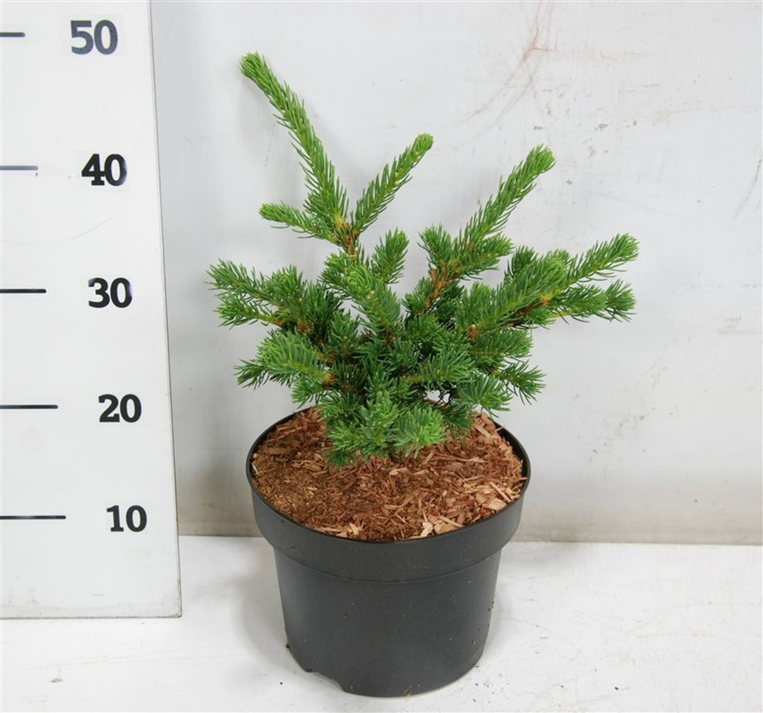 Blågran – Picea pungens &