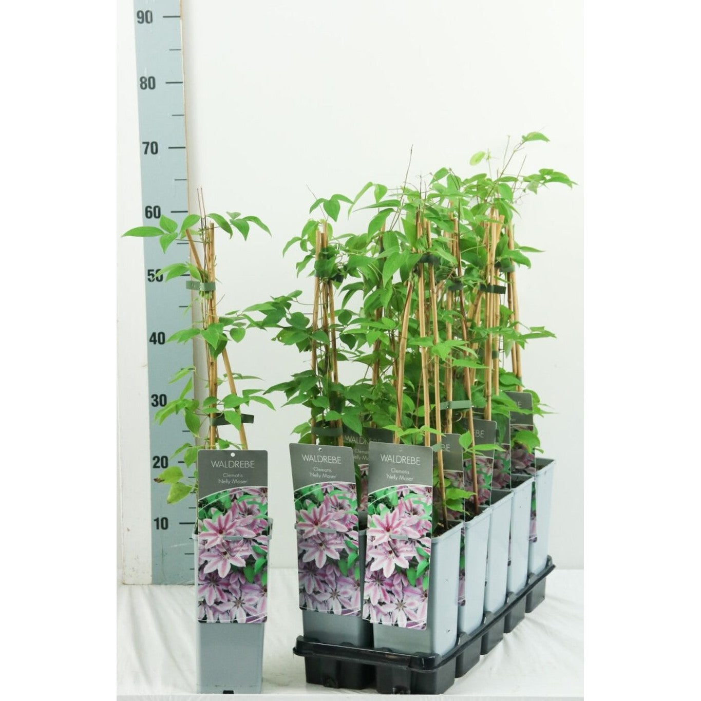 Klematis – Clematis 'Nelly Moser' - C2 50-60 CM 3 Stick