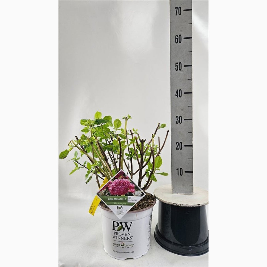 Klätterhortensia – Hydrangea petiolaris - C5 40-60 CM