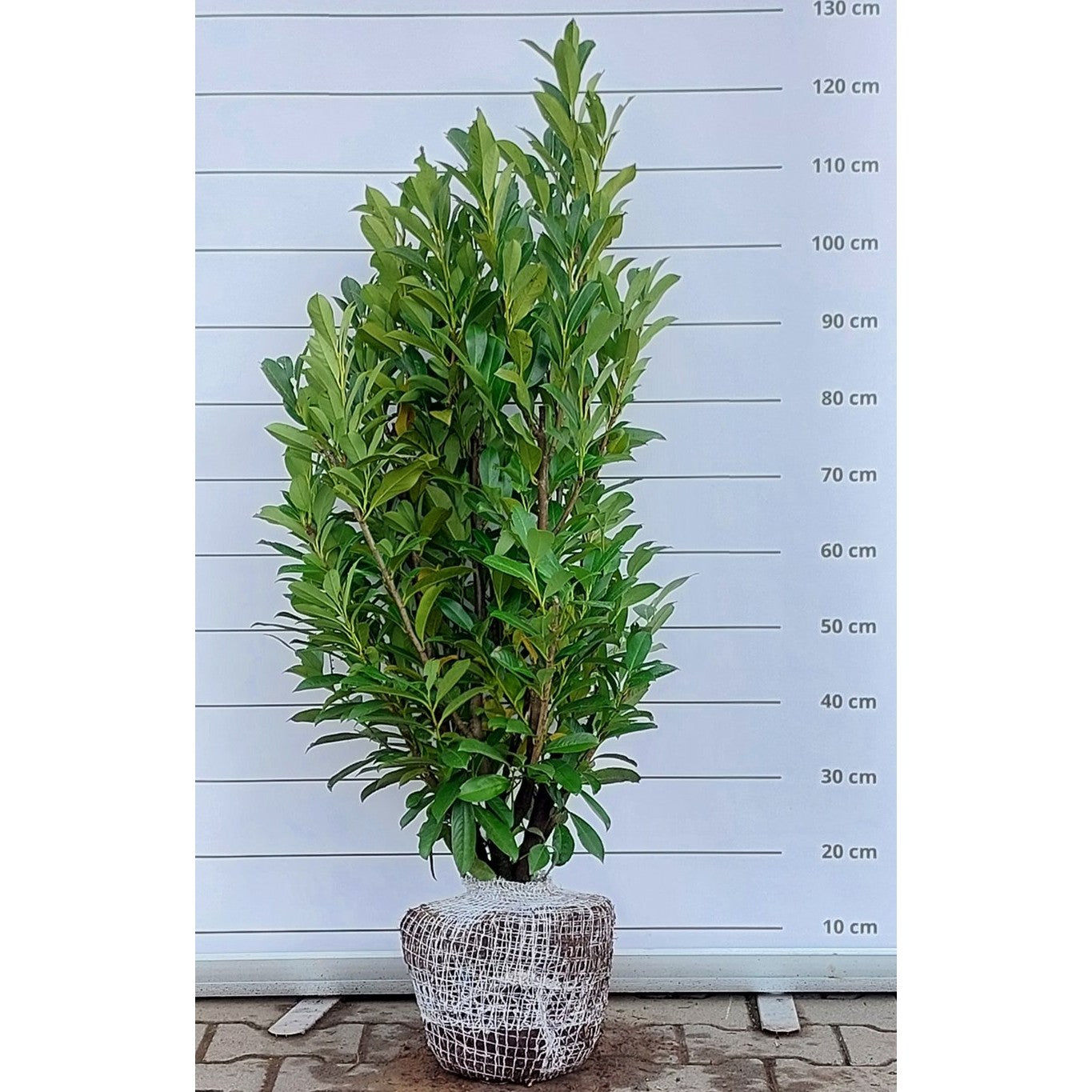 Lagerkörsbär – Prunus laurocerasus 'Elly' - 80-100 CM RB