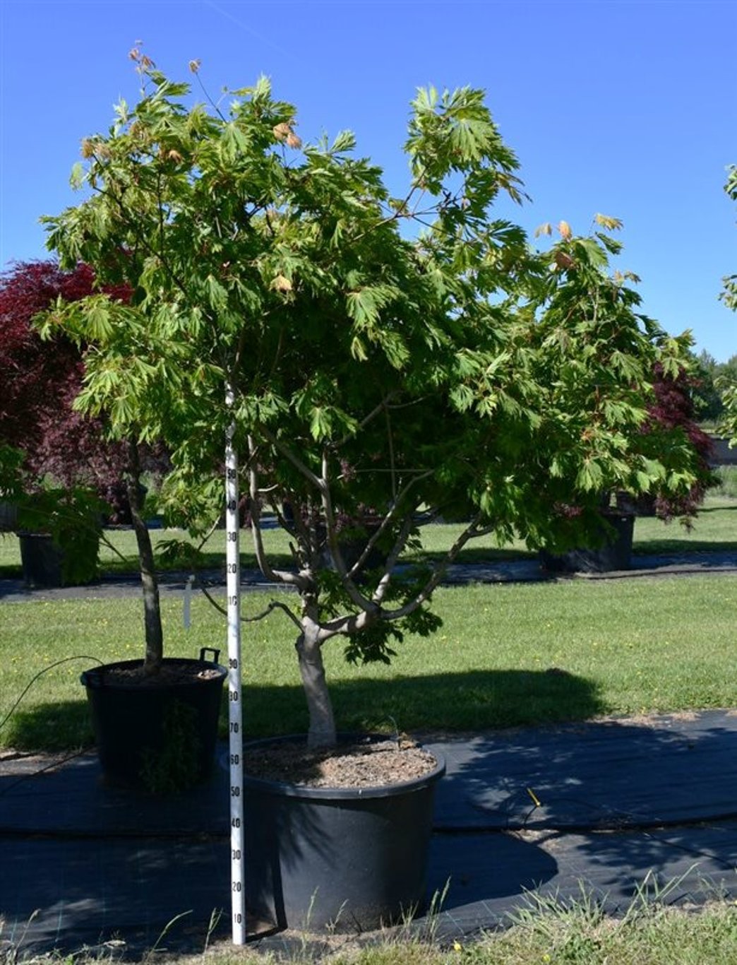Japansk lönn – Acer palmatum &