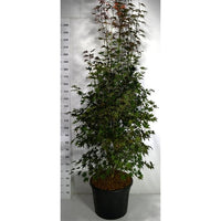Japansk lönn – Acer palmatum 'Bloodgood' - C70 200-225 cm.