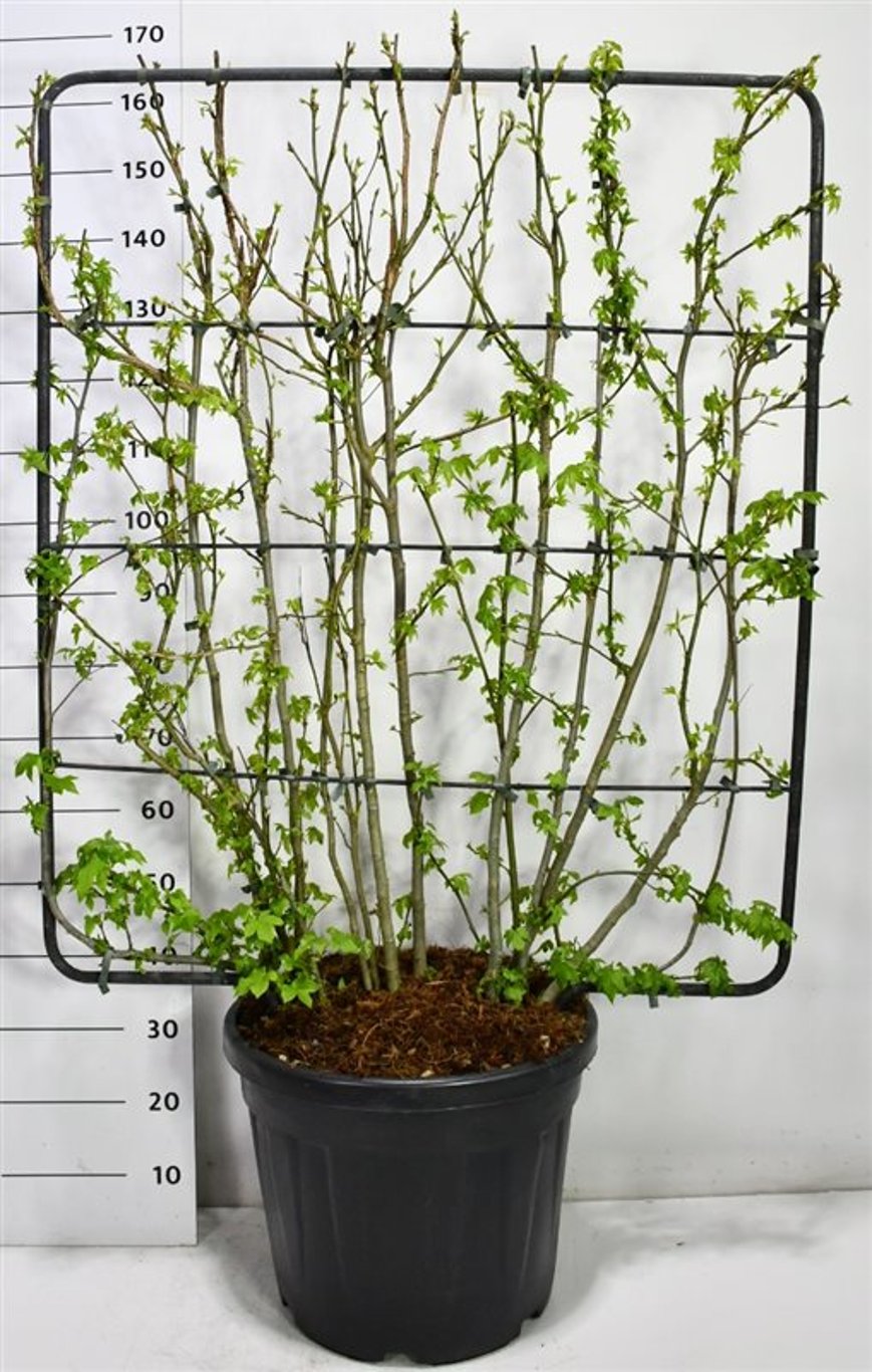 Amerikansk ambra – Liquidambar styraciflua - C45 120 cm. Scherm