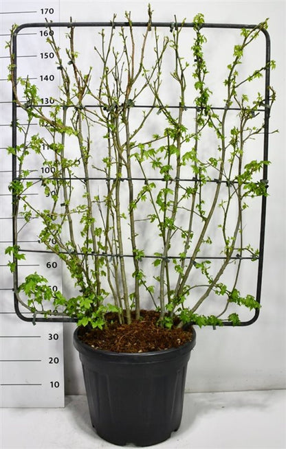 Amerikansk ambra – Liquidambar styraciflua - C45 120 cm. Scherm