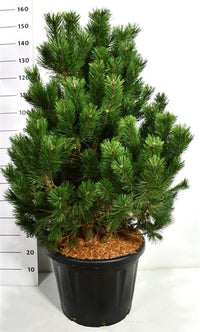 Bergtall – Pinus mugo 'Gnom' - C45 80-100 cm.