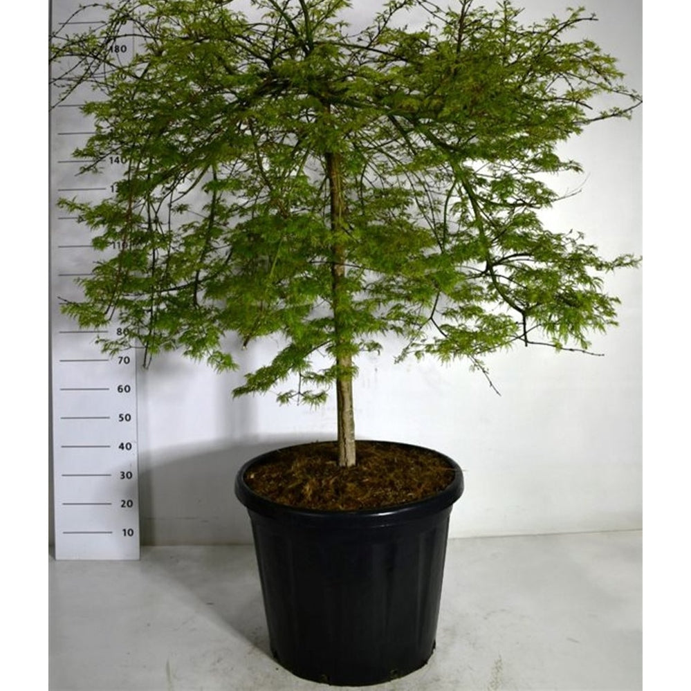 Japansk lönn – Acer palmatum 'Emerald Lace' - C110 90 cm. Stam