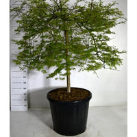 Japansk lönn – Acer palmatum 'Emerald Lace' - C110 90 cm. Stam