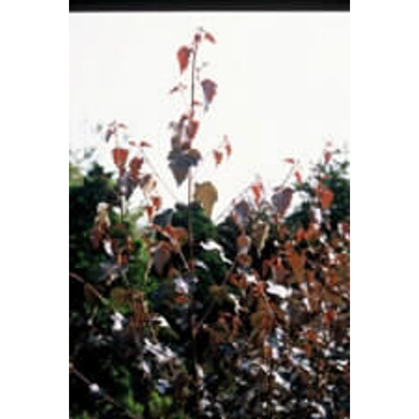 Glasbjörk, purpurbladig – Betula p. 'Purpurea' - C20 4/6 HO/ST