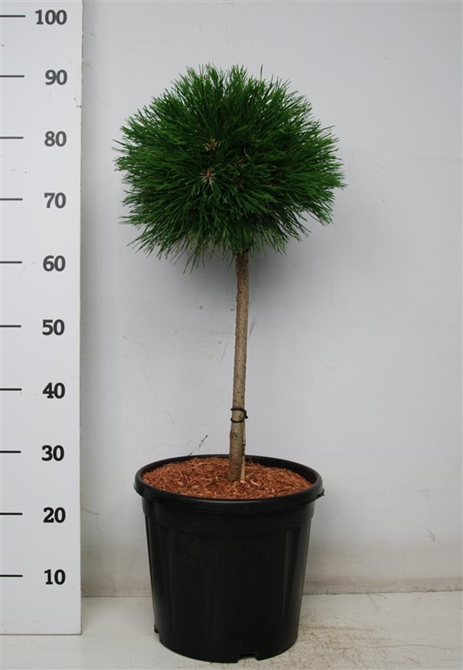 Bergtall – Pinus mugo &