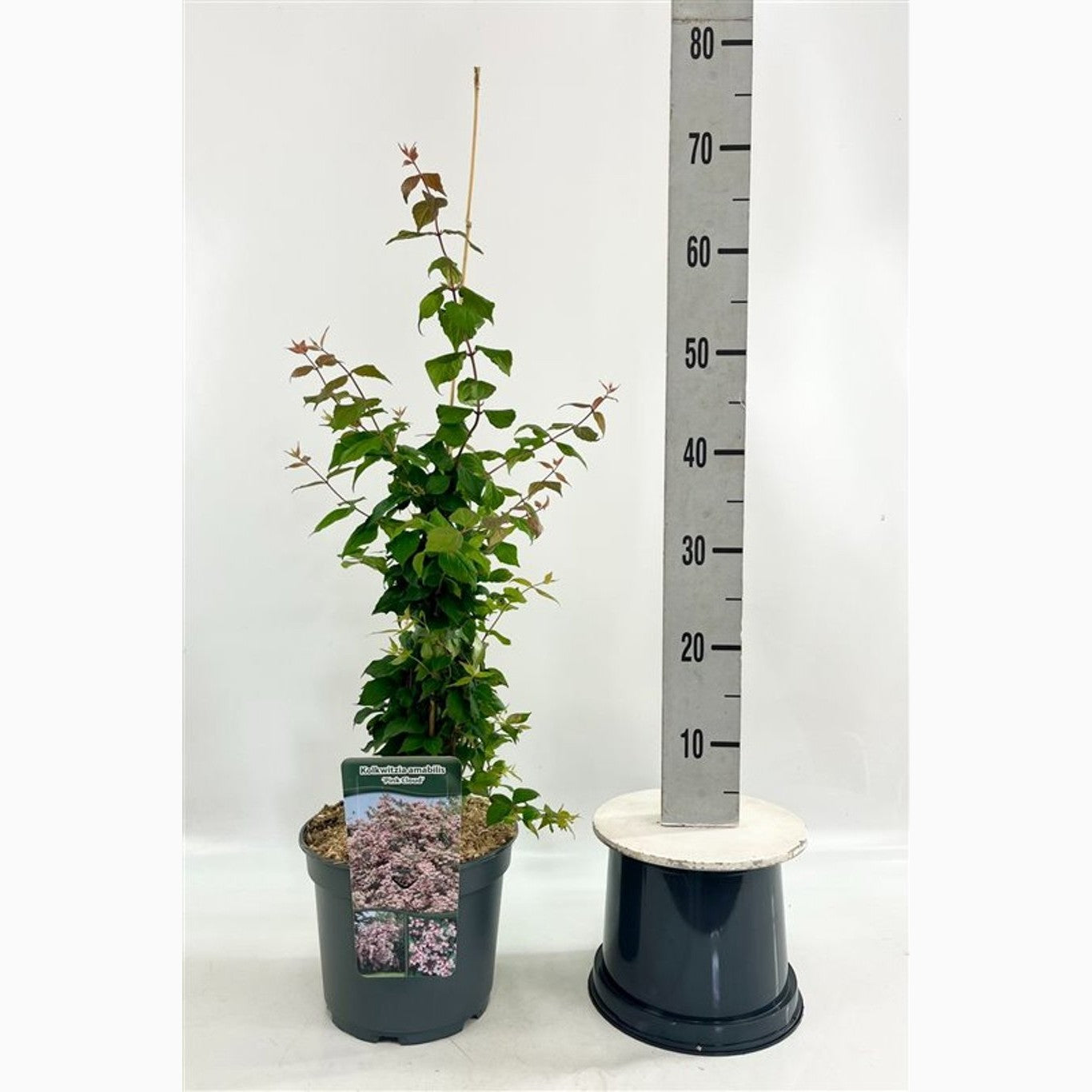 Paradisbuske – Kolkwitzia amabilis 'Pink Cloud' - C5 60-80 CM