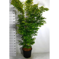 Japansk lönn – Acer palmatum 'Sangokaku' - C25 150-175 cm.