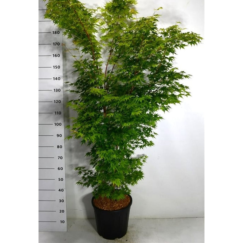 Japansk lönn – Acer palmatum 'Sangokaku' - C25 150-175 cm.
